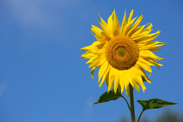 Sonnenblume