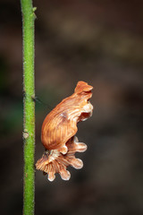 Image of Pupa brown of butterfly on a natural background., Insect. Animal.