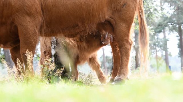 Scottish Highland Cattle calf drinking milk from its mother or Highlander cow-calf in a forest nature reserve