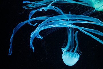 macro of a beautiful jellyfish chrysaora chinensis