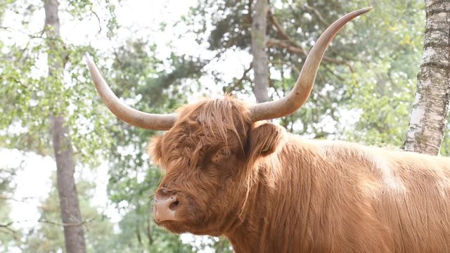 Scottish Highland Cattle or Highlander cow in a forest nature reserve