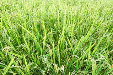 Green rice tree in the field
