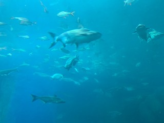 Fototapeta na wymiar sharks in the sea