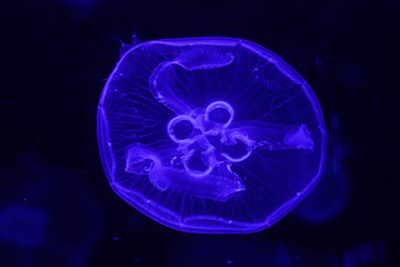 macro of a beautiful jellyfish aurelia aurita