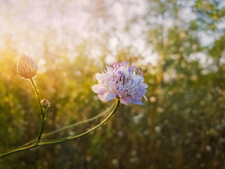 Obraz premium White form of Field scabious (Knautia arvensis) with purple pistils flowering in the steppe nature. Tiny wildflowers closeup.