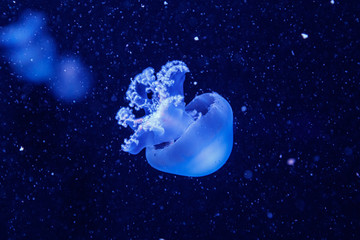 Obraz na płótnie Canvas macro of a beautiful jellyfish rhizostoma pulmo