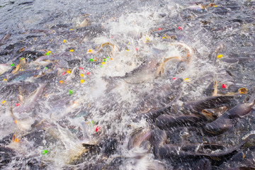 Photos of a group of fish fighting over food.