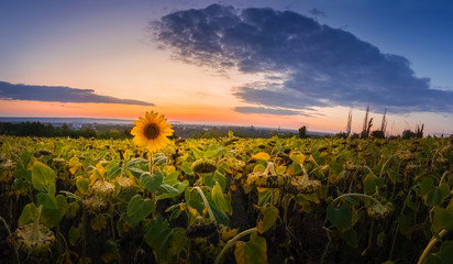 Panoramic scene of sunflower field over sunset sky background. Single late, yellow flowering plant among the crop of sunflower.