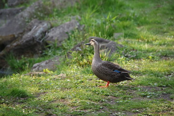 公園を歩くカモ