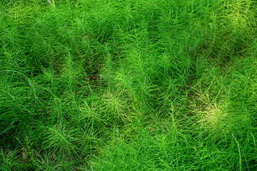 Grass in the forest, texture grass, close up, abstract background