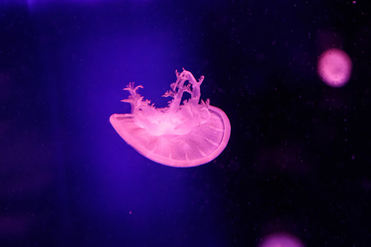 macro of a beautiful jellyfish cassiopea andromeda