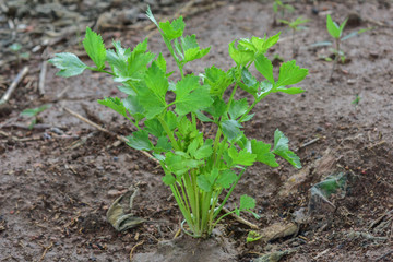 Celery, Celery from Thailand country