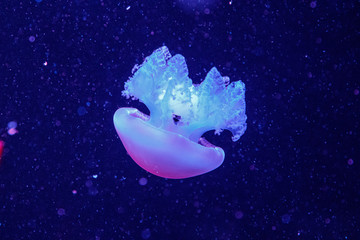 Obraz na płótnie Canvas macro of a beautiful jellyfish catostylus mosaicus