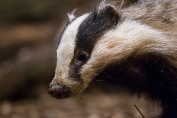 Badger portrait at night.