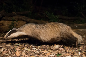 Badger profile portrait at night.