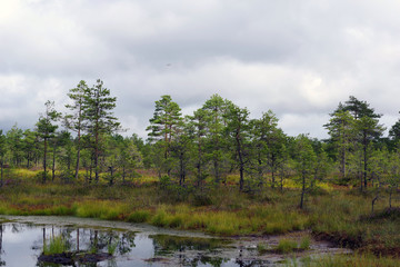 Fototapeta premium Paysage forestier aux abords d'une tourbière - 3