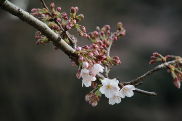 桜の花　