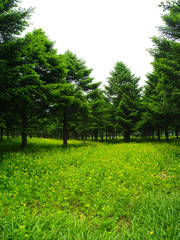 숲. 산림, 봄. 풍경. 임업. 전나무. 나무. 목제.  피톤치드. 산림욕. 