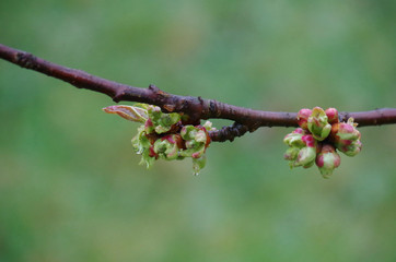 Twig
