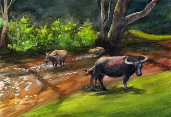 Thai buffalo in the jungle