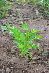 Celery, Celery from Thailand country
