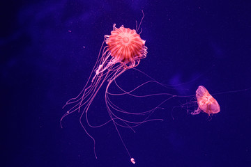 macro of a beautiful jellyfish chrysaora quinquecirrha