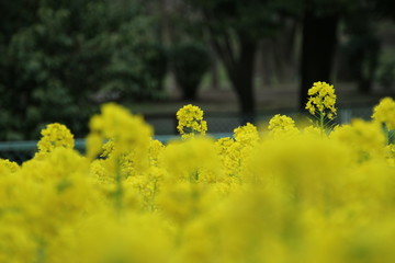 菜の花