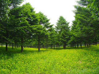 숲. 산림, 봄. 풍경. 임업. 전나무. 나무. 목제.  피톤치드. 산림욕. 