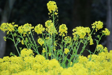 菜の花