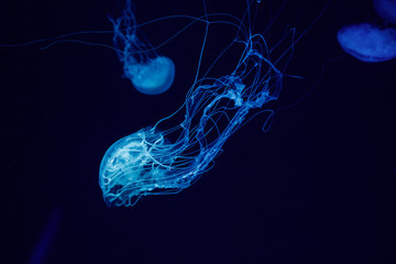 macro of a beautiful jellyfish chrysaora quinquecirrha © Minakryn Ruslan 