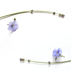 Flat lay a pair of lavender twigs and flax flowers on a light surface top view. frame for tender wishes