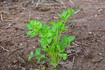 Celery, Celery from Thailand country