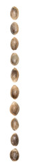 Close up of upright hemp seeds in a vertical line and isolated on white background