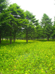 숲. 산림, 봄. 풍경. 임업. 전나무. 나무. 목제.  피톤치드. 산림욕. 