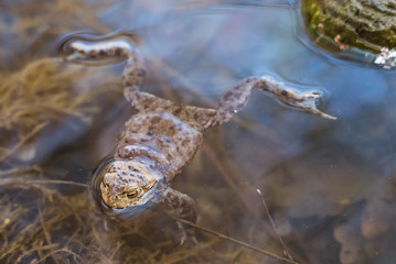 alone frog swimming in the pond
