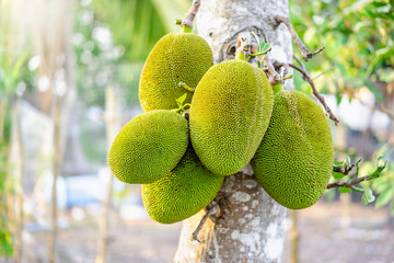 Close up of unripe jackfruits or Artocarpus heterophyllus popular fruit in Thailand hanging from the branch on the tree in the garden