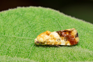 Image of brown Moth on green leaves background. brown butterfly.,Insect. Animal