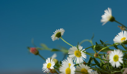 Spring background, Flowers blooming in the garden under the blue sky, daisy blooming in the field. close up