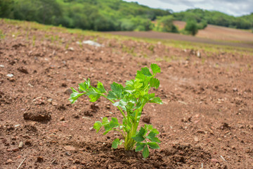 Celery, Celery from Thailand country