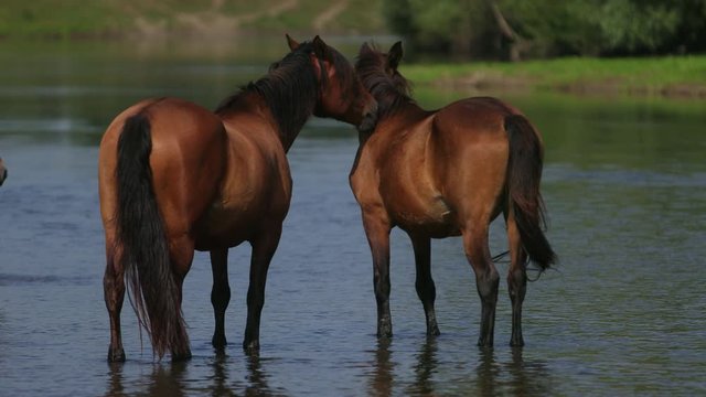 several beautiful, graceful horse brown and light brown graze at the river, go on water, across the stream, the nag pees, small birds fly, wonderful nature, summer, Sunny day, slow motion