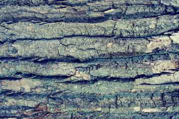 Close up, texture old bark oak, abstract background, toned