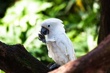 white of beautiful parrot