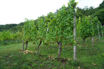 Fototapeta na wymiar wine grapes in the danube valley 