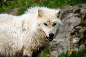 wolf in forest