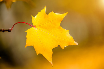 Autumn background-yellow maple leaves in the city Park 