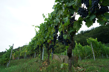 wine, danube valley, winemaker, germany, landmark, countryside, hill, landscape, valley, danube,...