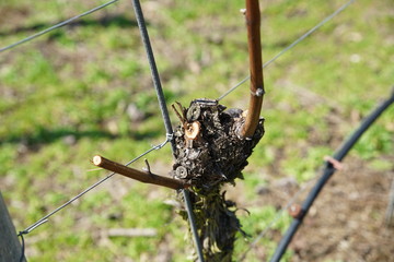 wine grapes in the danube valley 