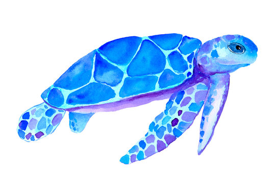 Watercolor blue turtle isolated on white background. Hand painted nautical illustration. 