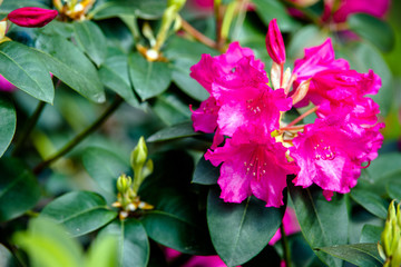 Violet rhododendron blooms against the background of green grass 