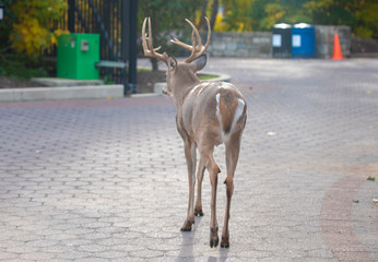 A fallow buck (male) in an urban environment. Back view. Wild deer in the city concept.